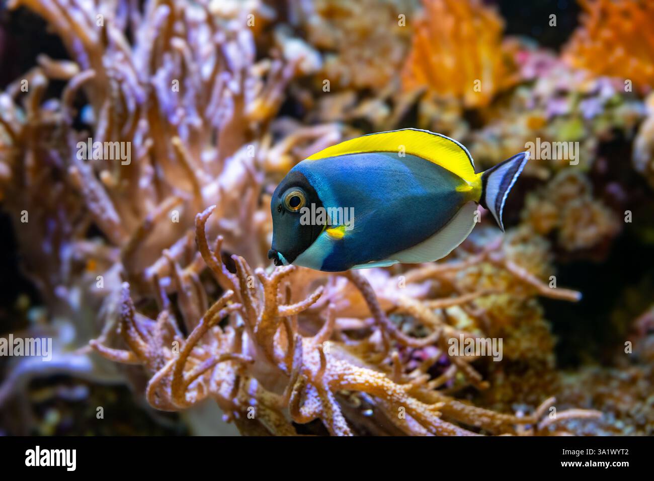 Poisson bleu-blanc, Acanthurus leucosternon / Weißkehl-Doktorfisch Banque D'Images