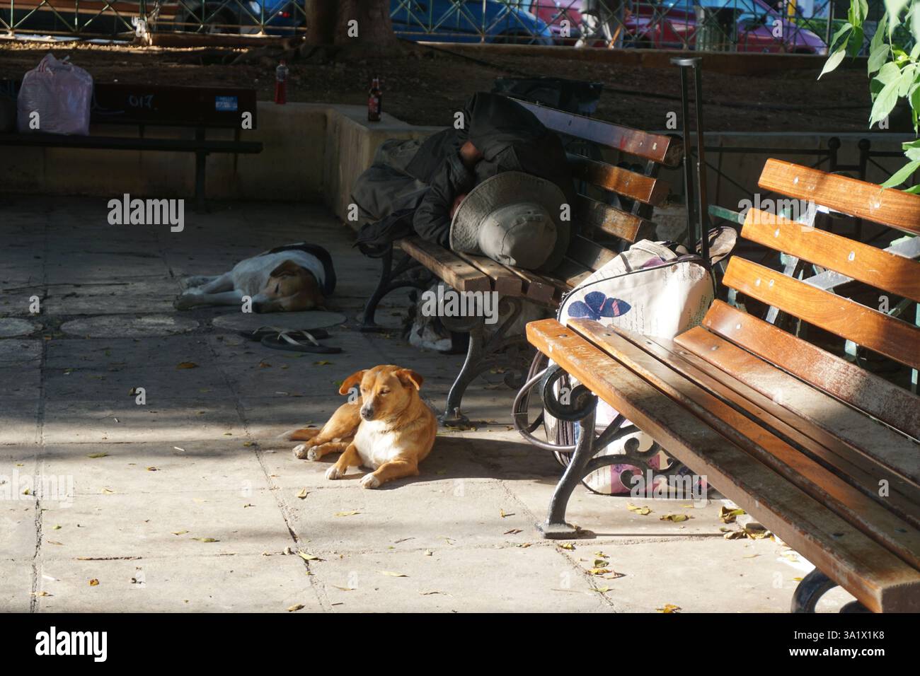 Homme sans abri dormant sur un banc en bois et chiens errants dormant sur le sol - amour et dévotion des chiens aux humains - concept documentaire social Banque D'Images