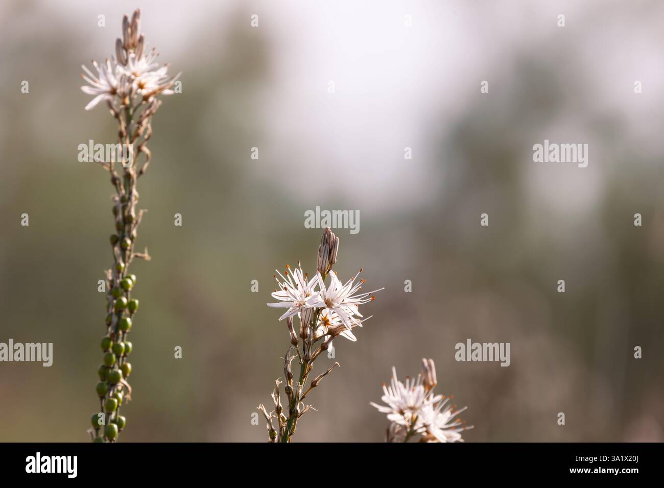 Asphodelus ramosus ou asphodel ramifié, plante herbacée pérenne méditerranéenne de la famille des Asparagales, fond flou. Banque D'Images