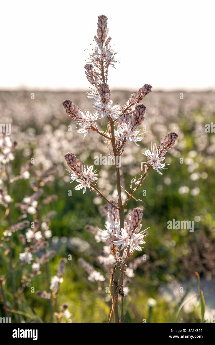 Asphodelus ramosus ou asphodel ramifié, plante herbacée pérenne méditerranéenne de la famille des Asparagales, fond flou. Banque D'Images