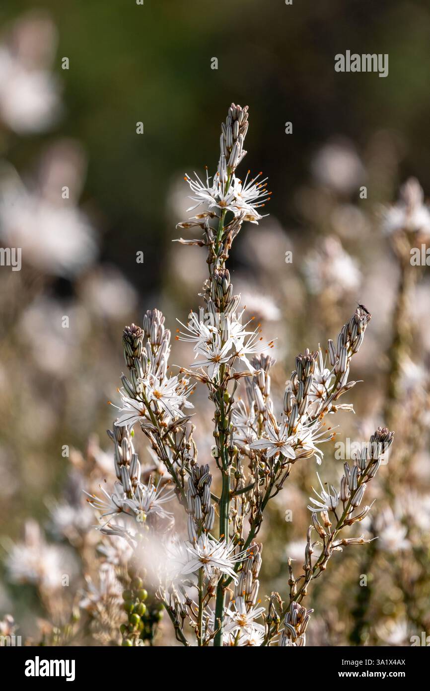 Asphodelus ramosus ou asphodel ramifié, plante herbacée pérenne méditerranéenne de la famille des Asparagales, fond flou. Banque D'Images