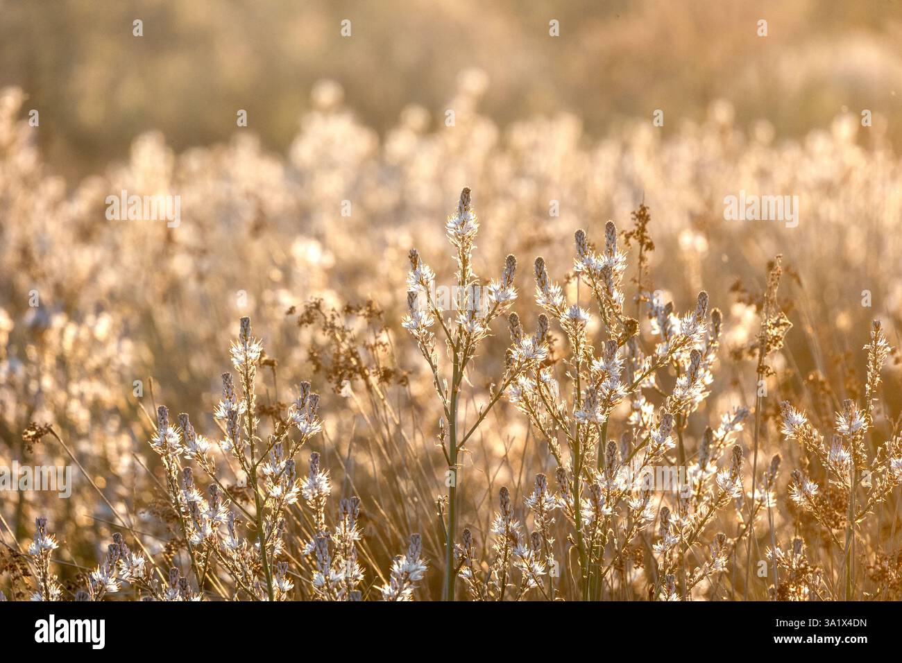 Asphodelus ramosus ou asphodel ramifié, plante herbacée pérenne méditerranéenne de la famille des Asparagales, fond flou. Banque D'Images