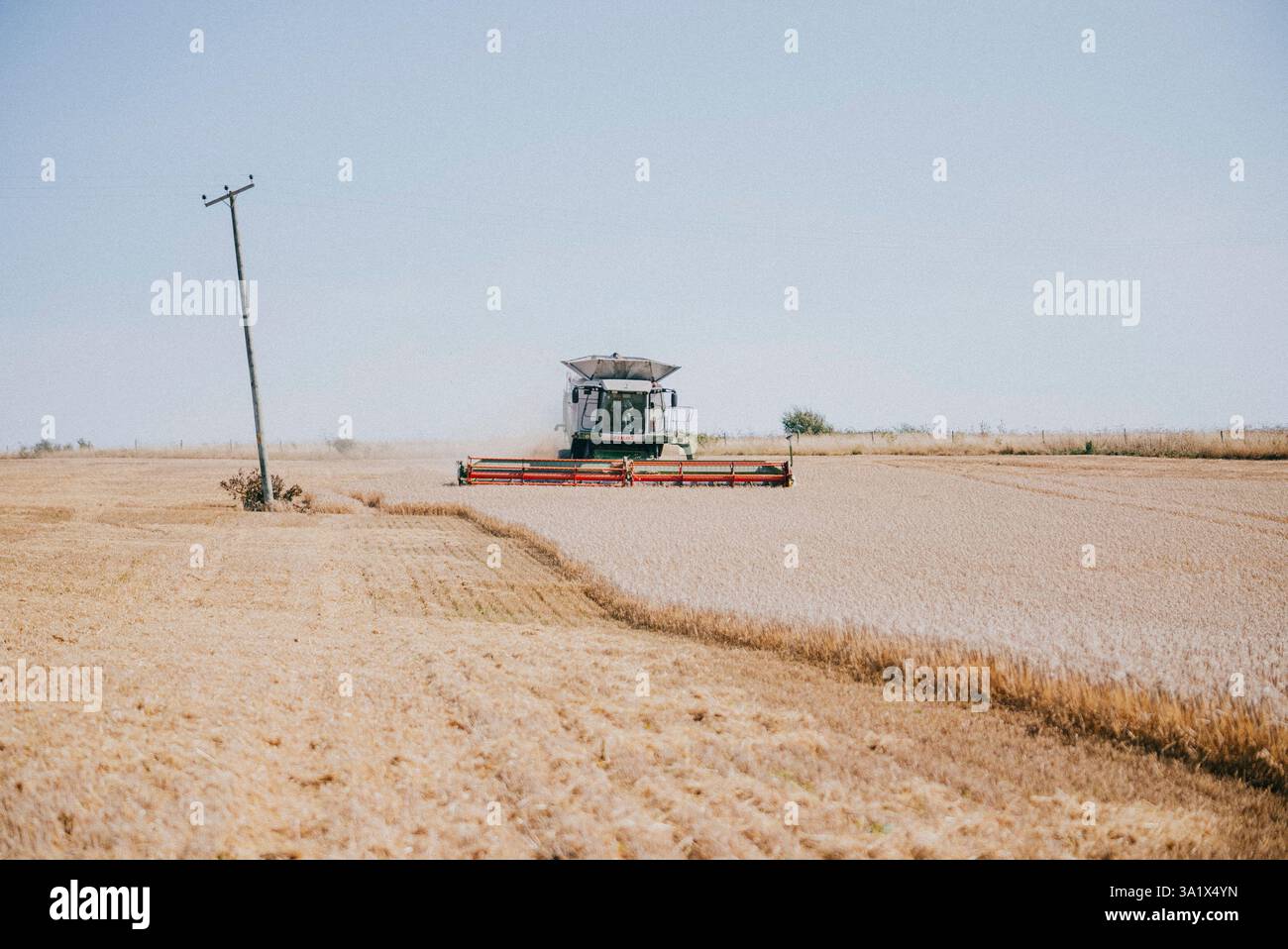 Un tracteur traverse un champ de blé. Le tracteur tire une récolteuse derrière lui. Le champ est vide et le ciel est dégagé Banque D'Images