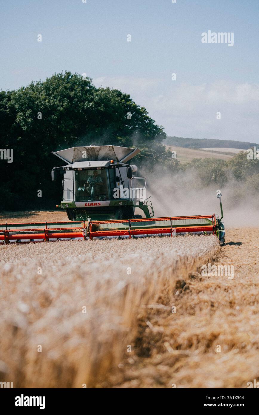 Une grosse moissonneuse-batteuse traverse un champ de blé. La machine est couverte de poussière et il est en train de récolter la récolte. Concept Banque D'Images