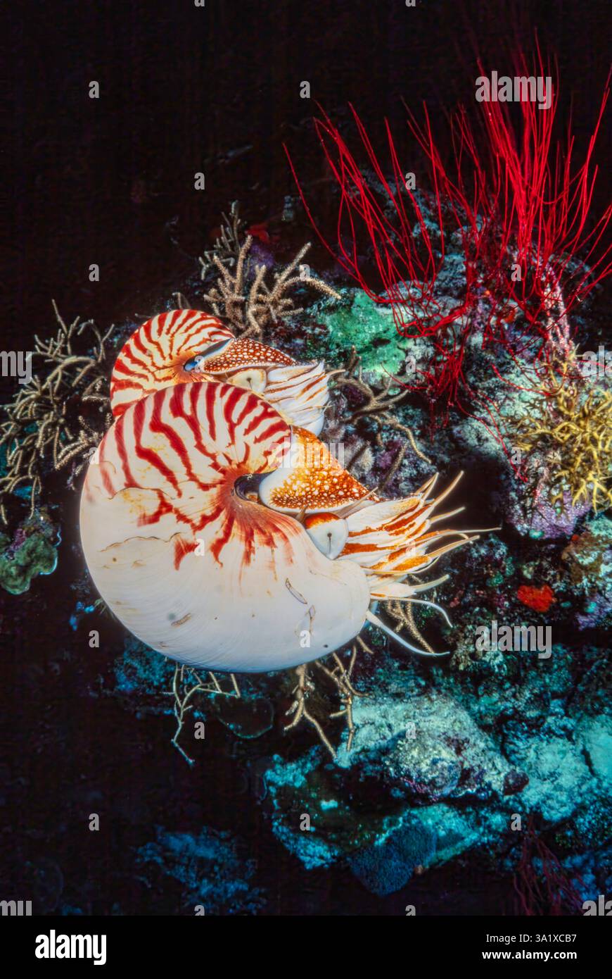 Le nautilus chambré, Nautilus pompilius, est un véritable fossile marin vivant, l'Indonésie. Ces thèses se trouvent dans le Pacifique occidental tropical et Indo-Pacif Banque D'Images