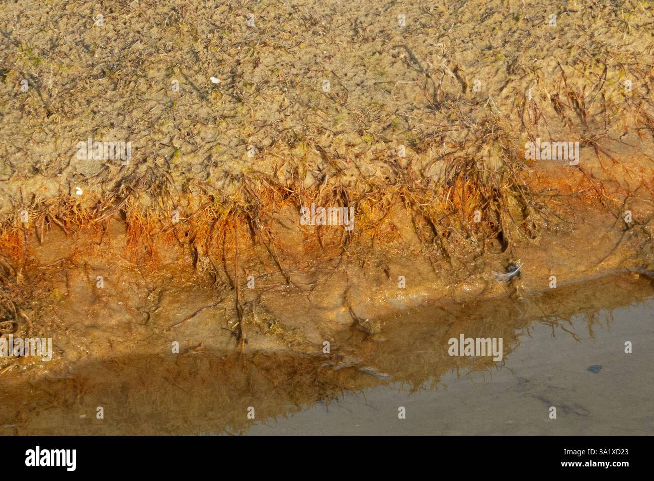 Banc d'un ruisseau dans une vase, montrant une couche brun rougeâtre, composée d'oxyde de fer et d'hydroxyde, précipité directement sous la surface Banque D'Images