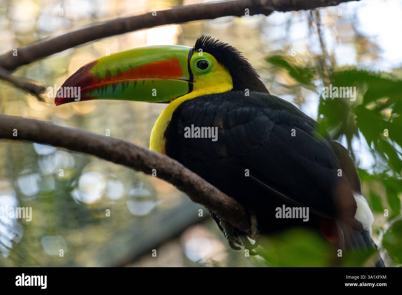 Toucan à bec de quille (Ramphastos sulfuratus), Costa Rica. Photo de haute qualité Banque D'Images