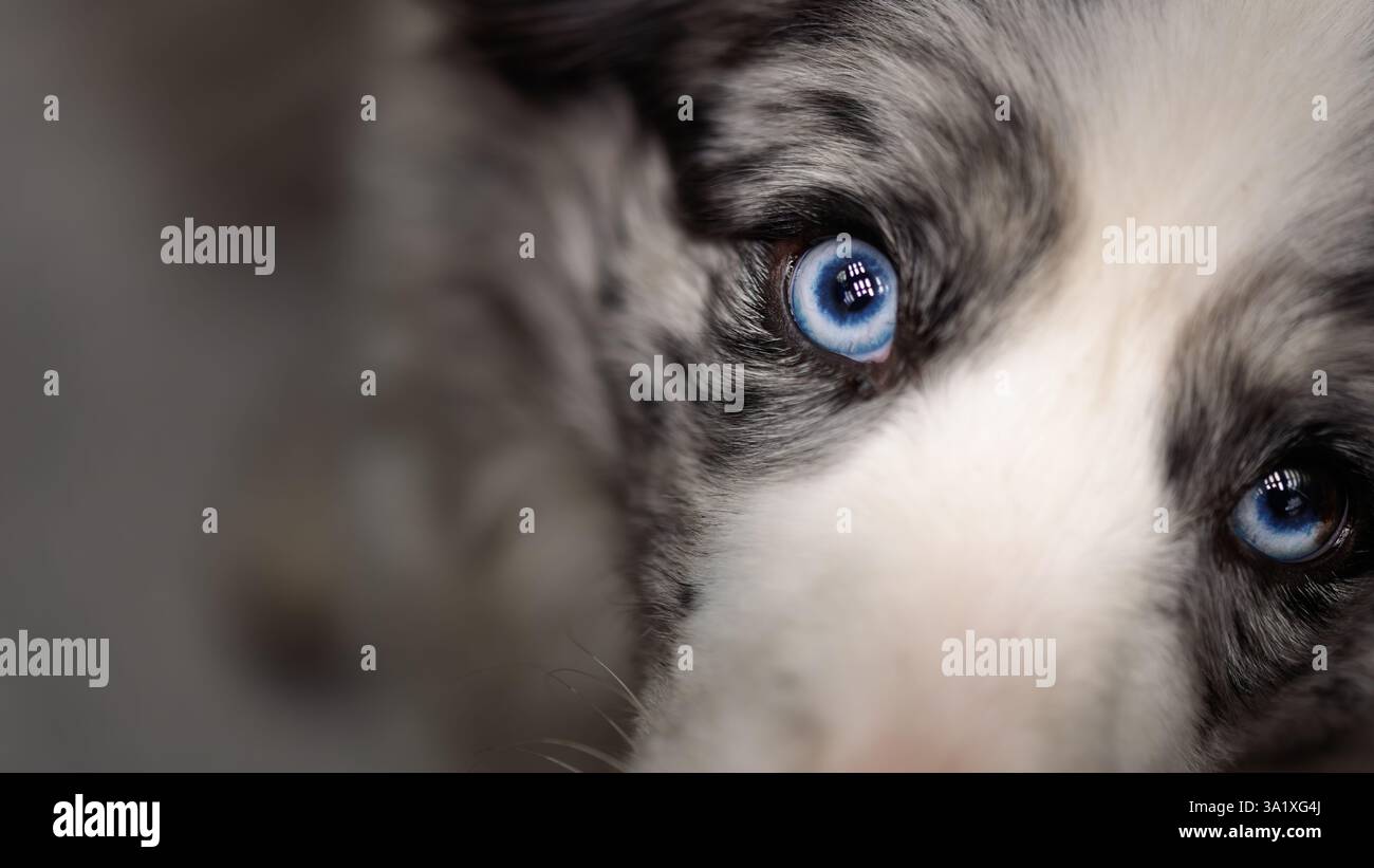 Gros plan d'un Border Collie Blue Merle avec regard bleu saisissant intense et texture de fourrure douce mise au point sélective sur l'œil de chien Banque D'Images