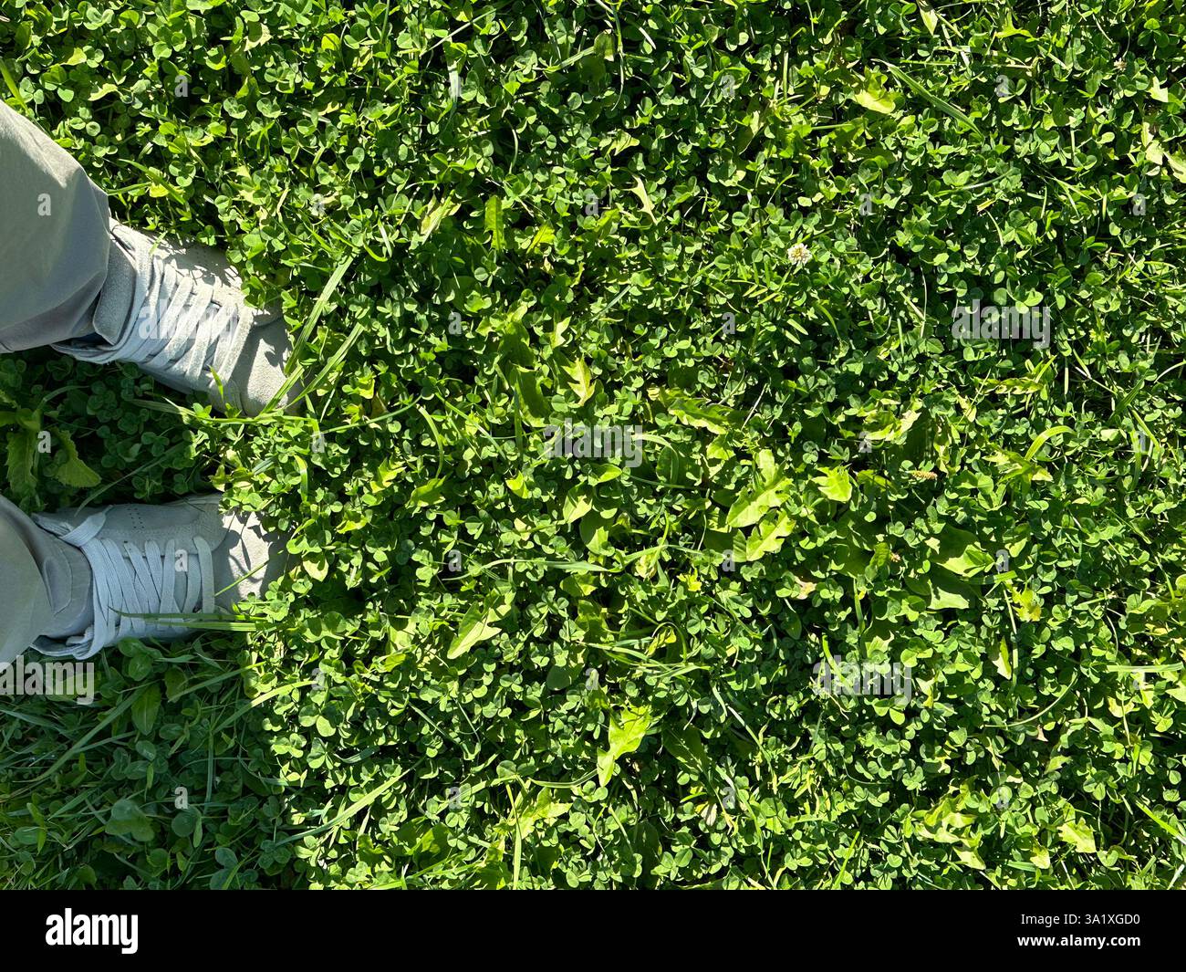 Vue de dessus, pieds dans des baskets dans une pelouse épaisse d'herbe lumineuse avec beaucoup de feuilles de trèfle. Fond texturé de trèfle à trois feuilles. Symbole de l'Irlande. Banque D'Images