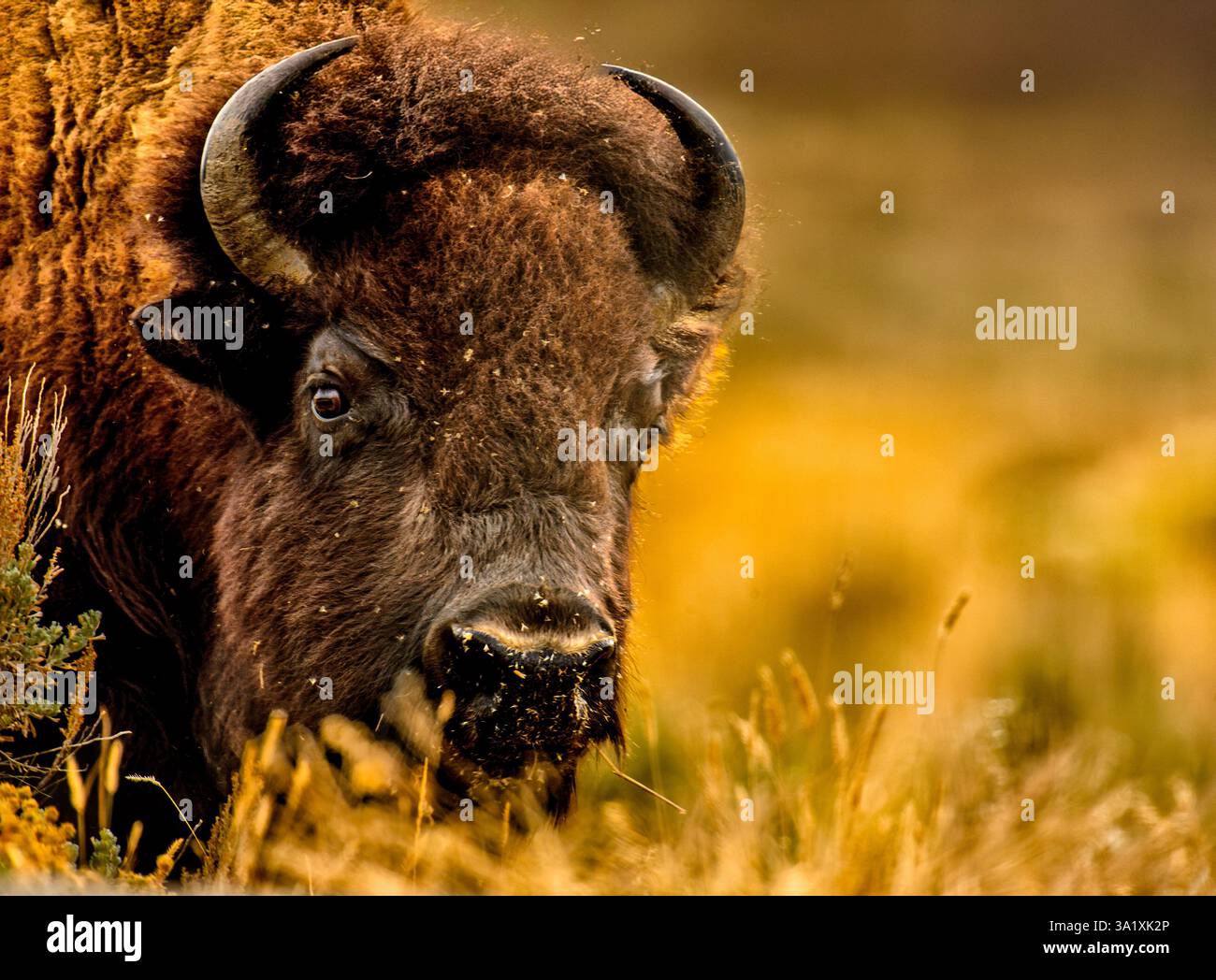 Gros plan d'un pâturage de bisons dans le parc national de Grand Teton Banque D'Images