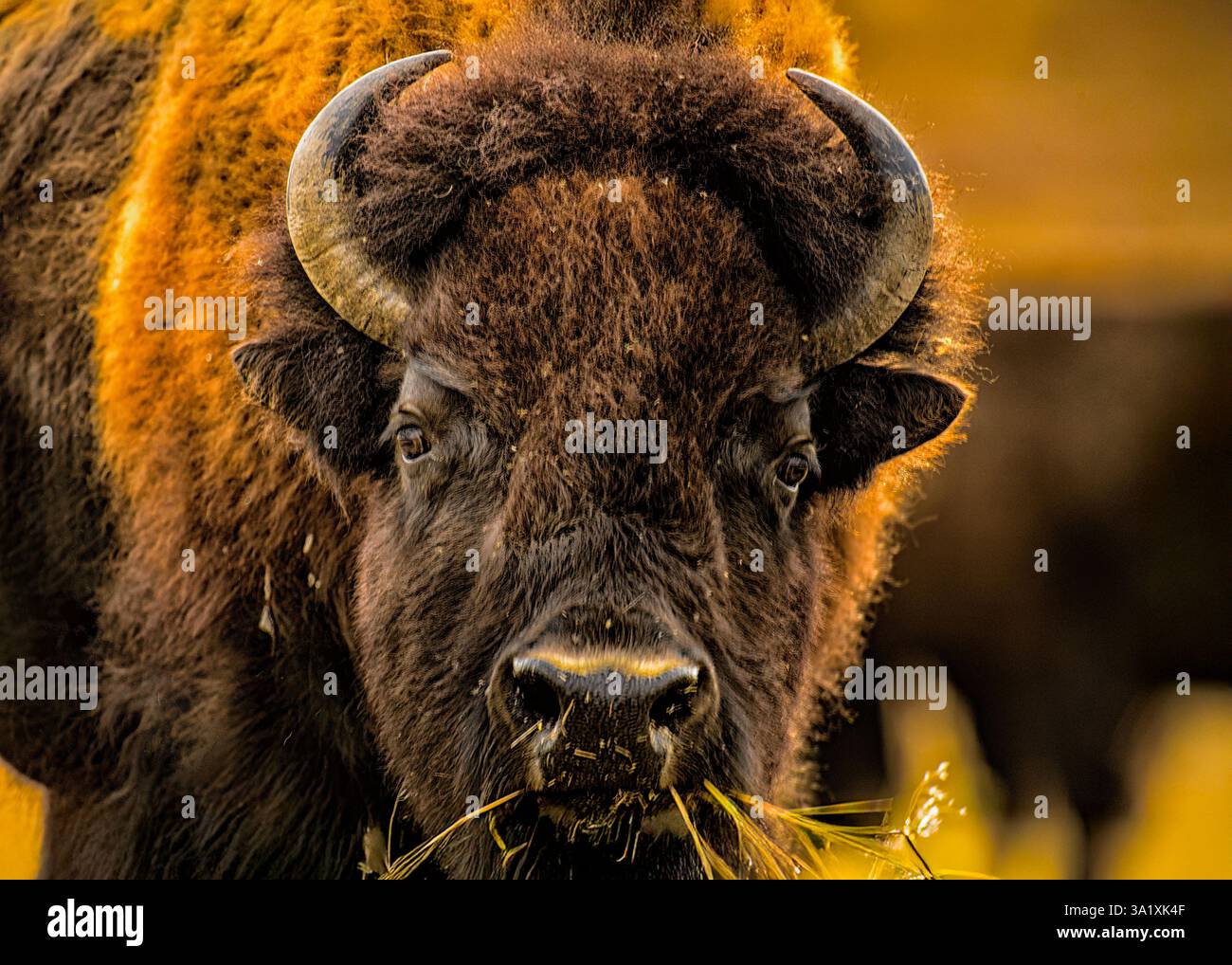 Portrait d'un bison dans le parc national de Grand Teton Banque D'Images