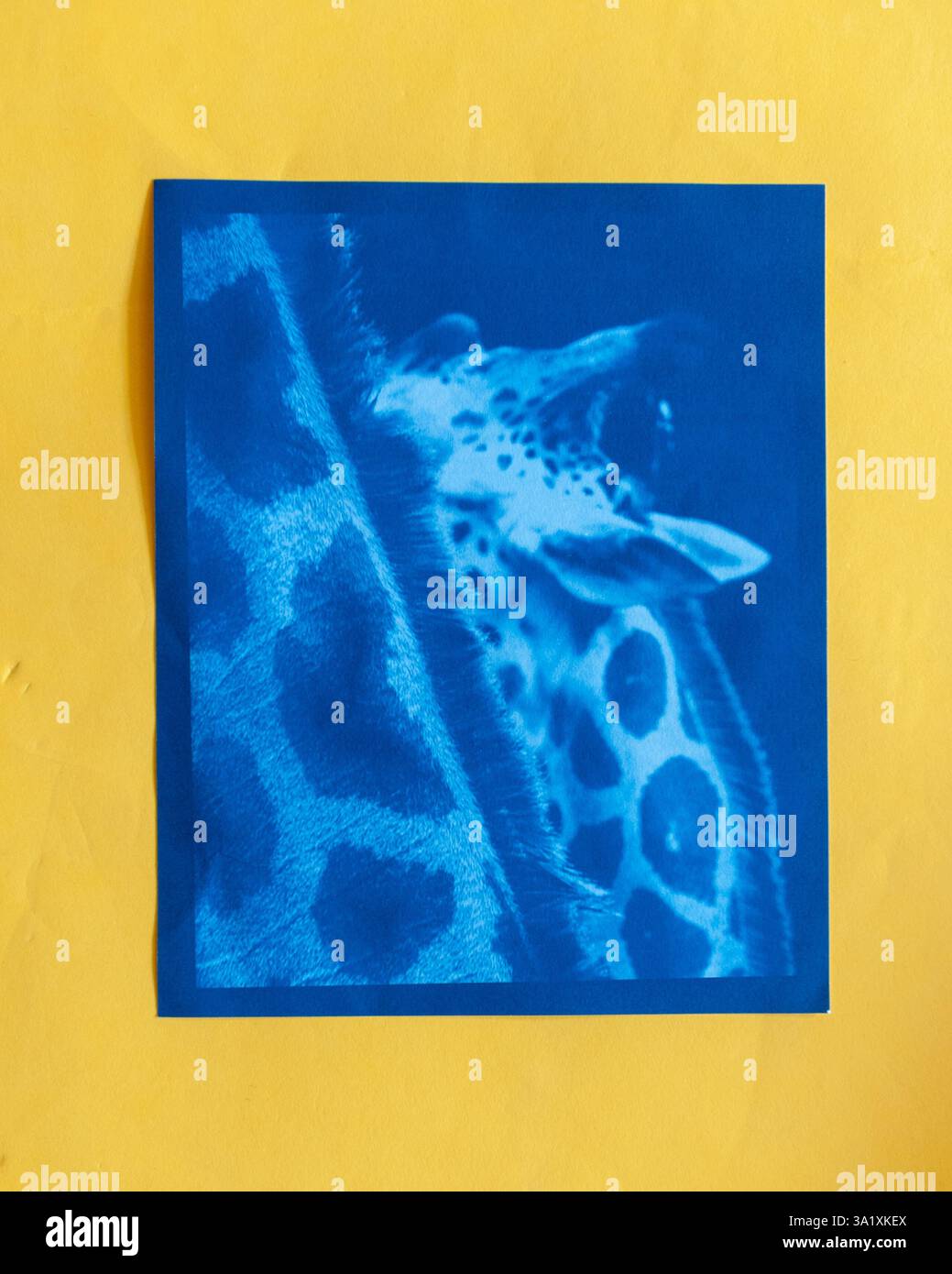 Girafe cyanotype gros plan sur fond jaune par Aden Meser Banque D'Images