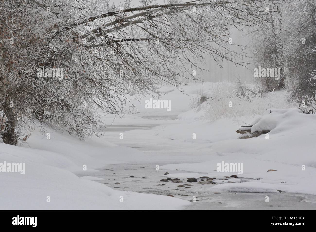 Calme et paisible canal latéral de la rivière gros ventre dans le parc national de Grand Teton coule à travers un paysage hivernal fantastique avec du givre sur les arbres. Banque D'Images