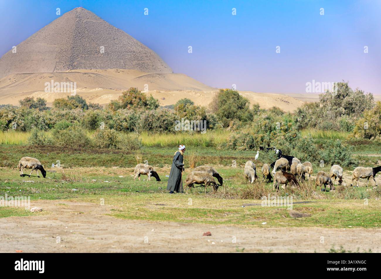 Shepherd garde son troupeau au lac Farouk à Dahshur avec la pyramide Bent en arrière-plan Banque D'Images