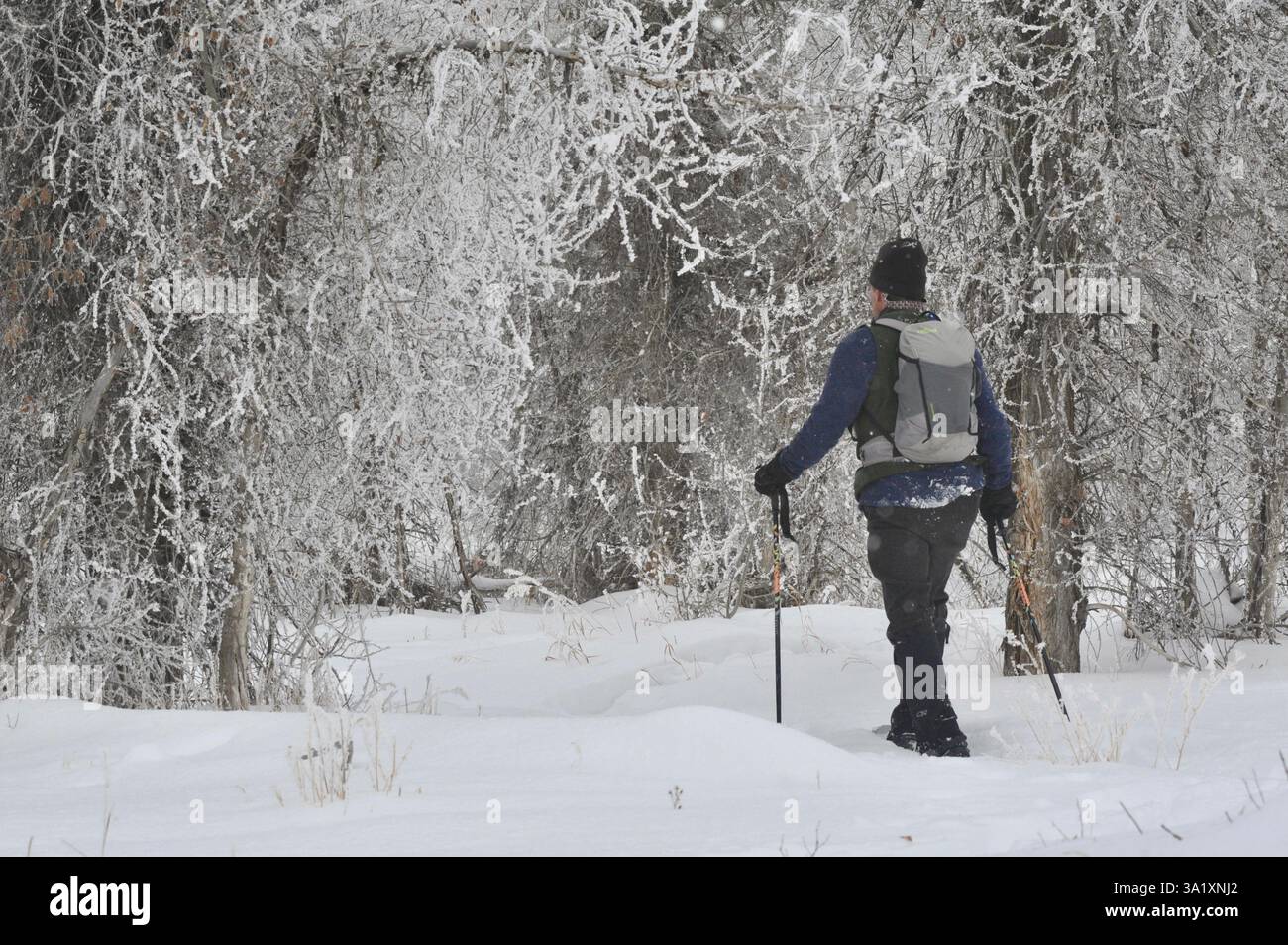 Scène de loisirs hivernale montrant une raquette randonnée à travers un magnifique paysage hivernal avec des arbres couverts de givre, parc national de Grand Teton. Banque D'Images