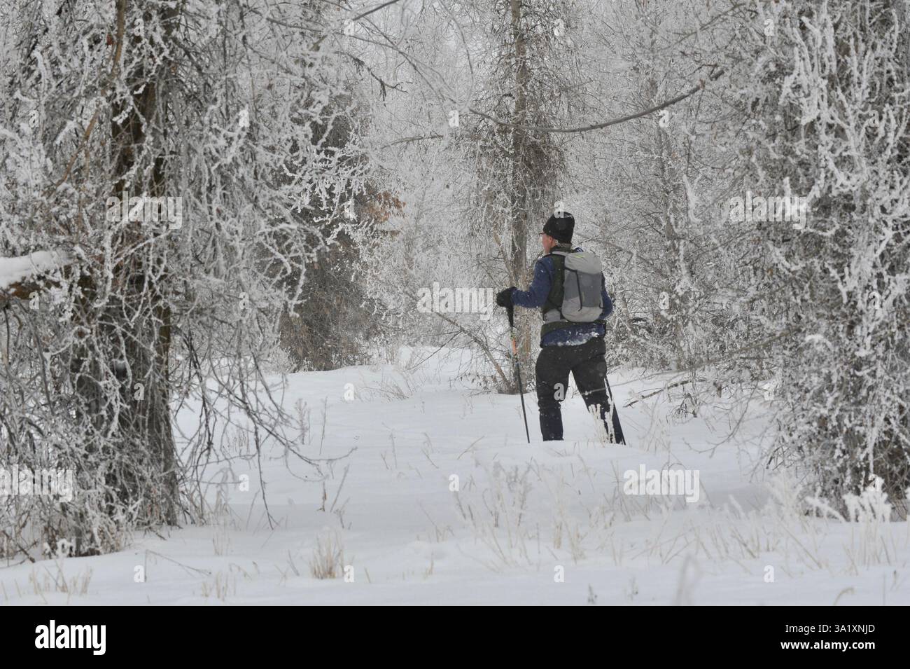 Scène de loisirs hivernale montrant une raquette randonnée à travers un magnifique paysage hivernal avec des arbres couverts de givre, parc national de Grand Teton. Banque D'Images