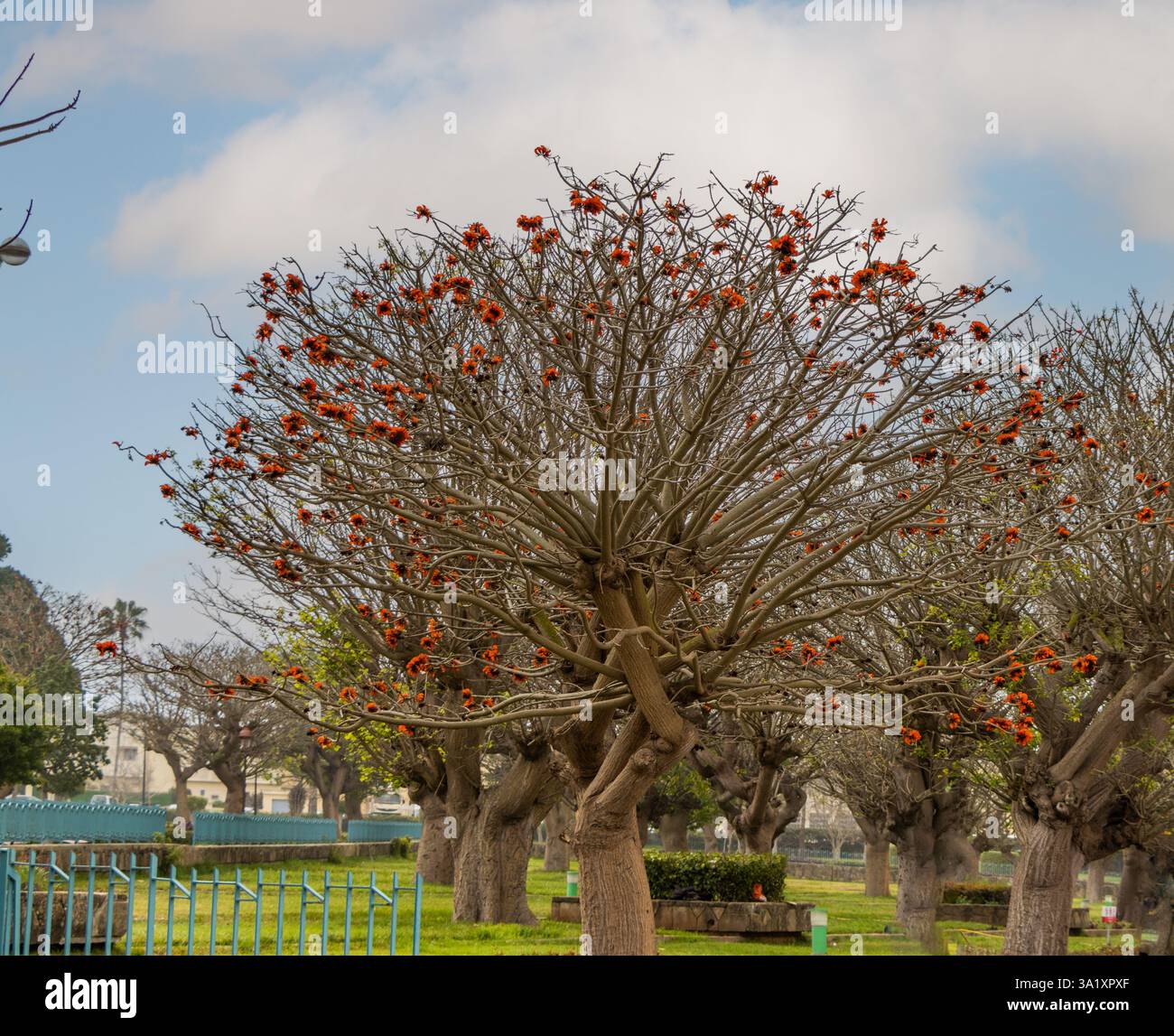Rabat Maroc. Palais royal. Fleur de corail rouge sur un arbre de corail. Banque D'Images