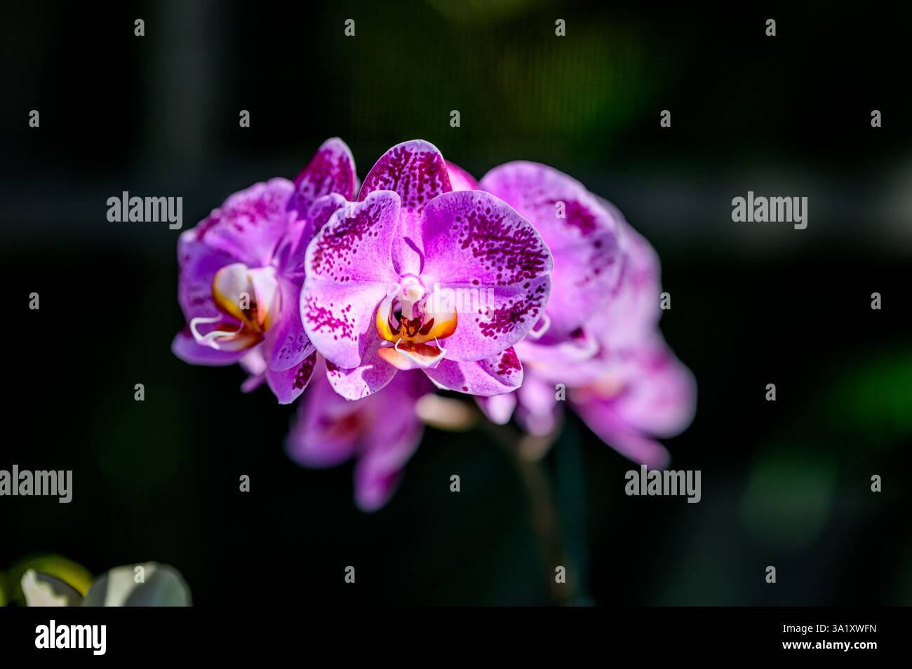 Un spray de Pink Phalaenopsis Orchid Flowers Banque D'Images
