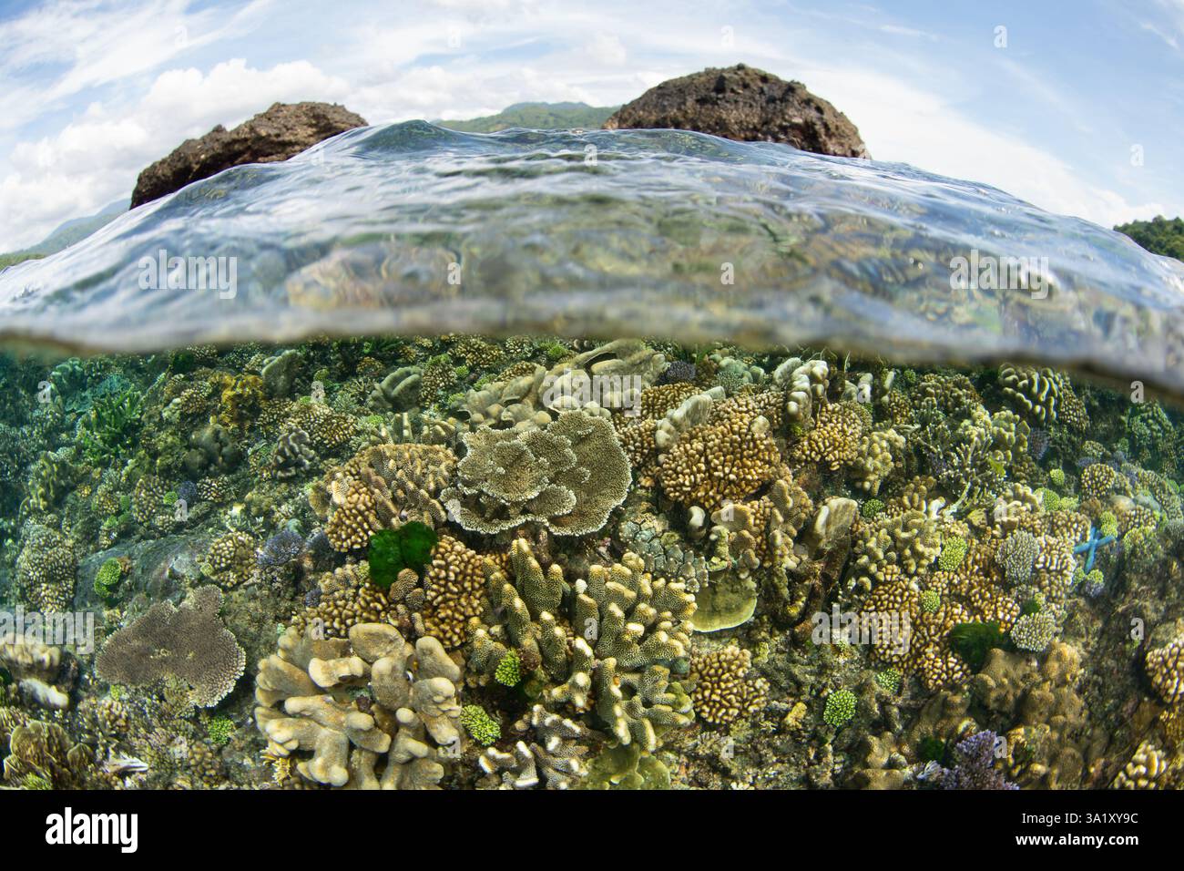 Un récif corallien sain pousse dans des eaux extrêmement peu profondes dans les îles Togian, Sulawesi. Cette zone équatoriale abrite une biodiversité marine extraordinaire. Banque D'Images