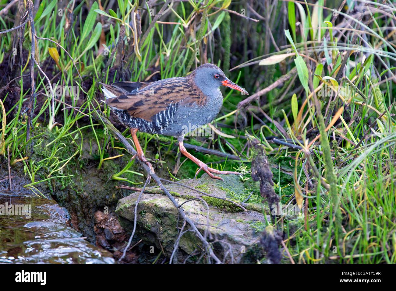 Rail d'eau dans un étang parmi les roseaux. espagne. Banque D'Images