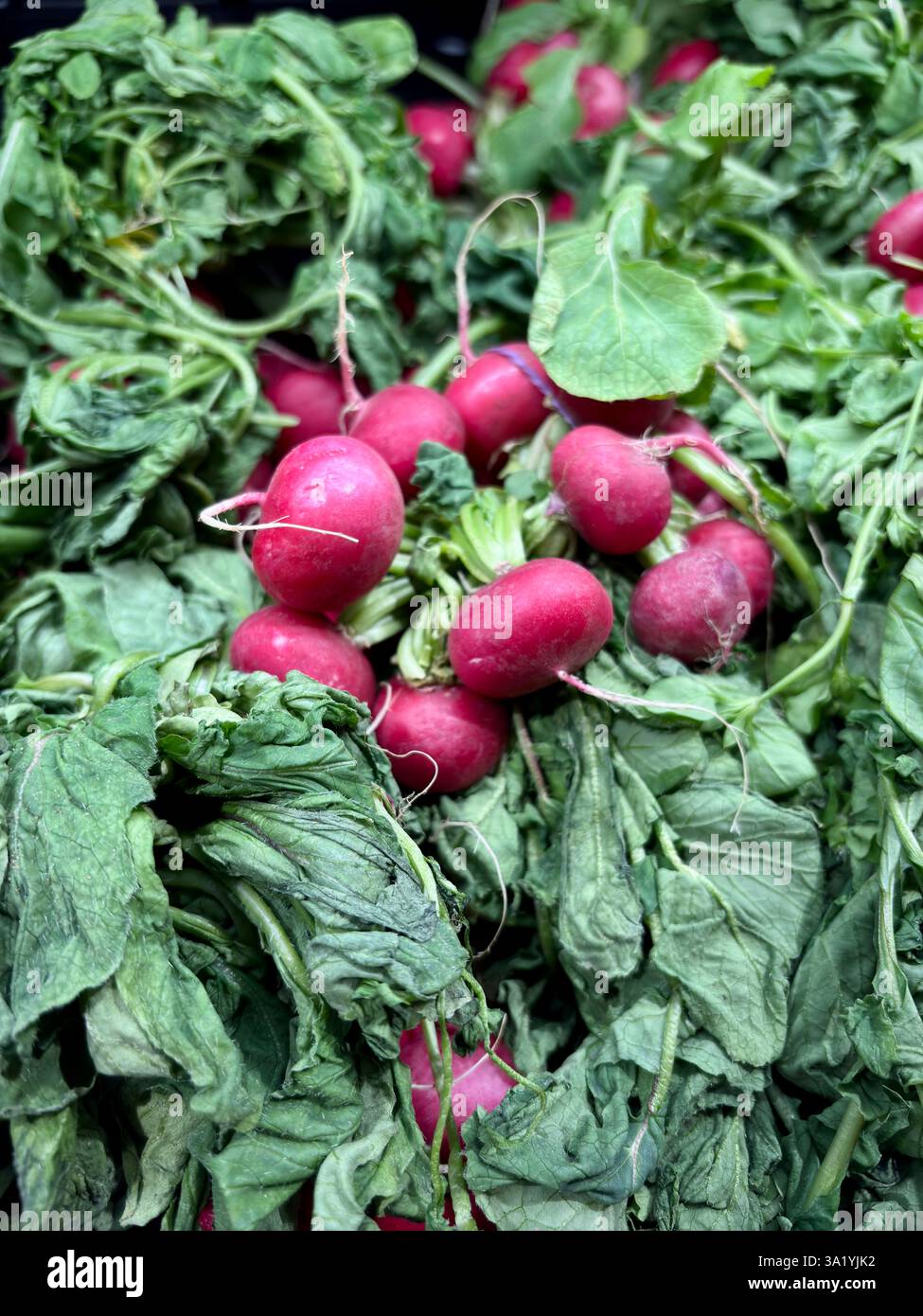 Feuilles de radis fanées sur les étagères du magasin. Photo de haute qualité Banque D'Images