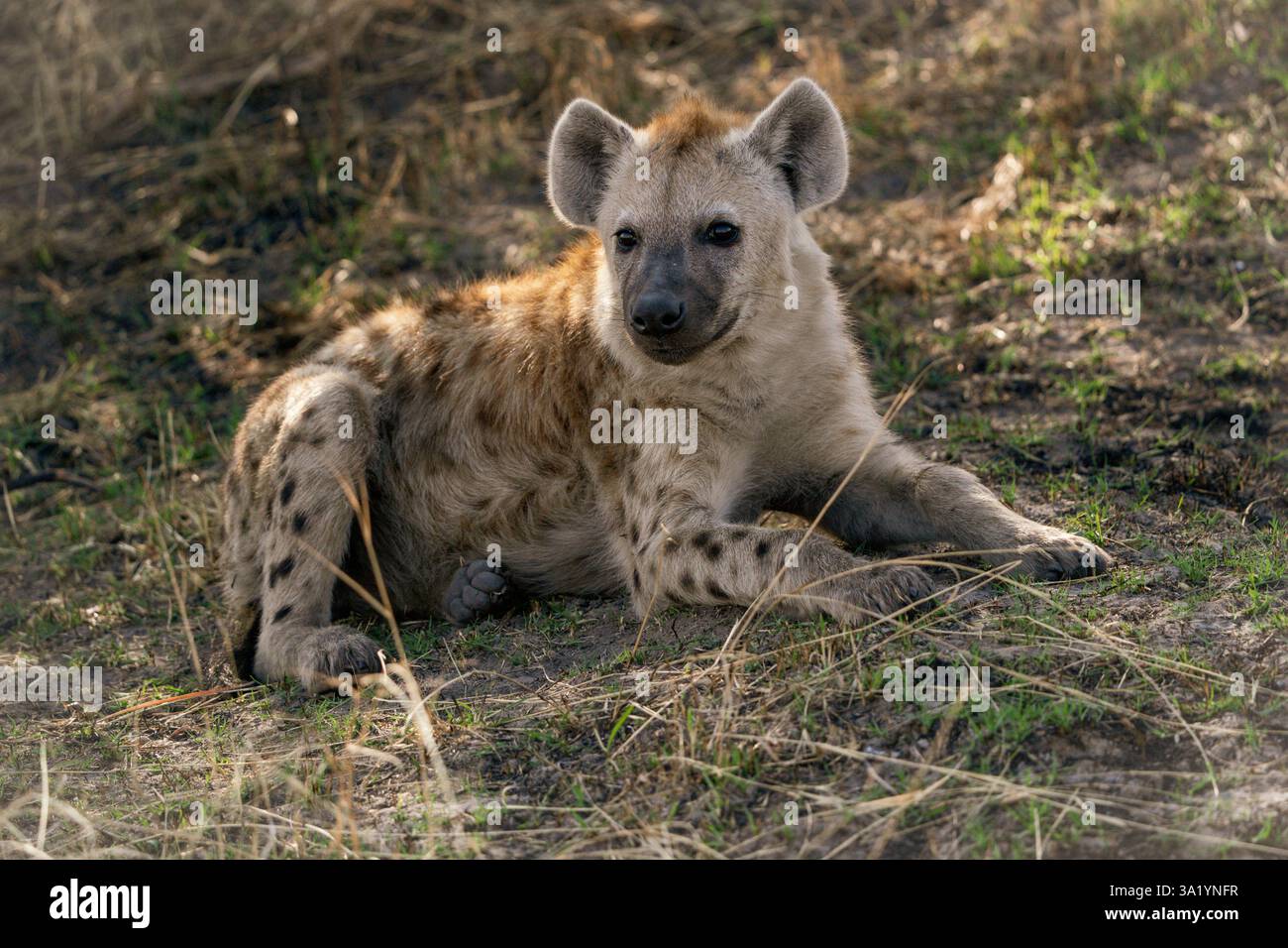 Hyène tachetée au repos (Crocuta crocuta) au Botswana, Afrique Banque D'Images