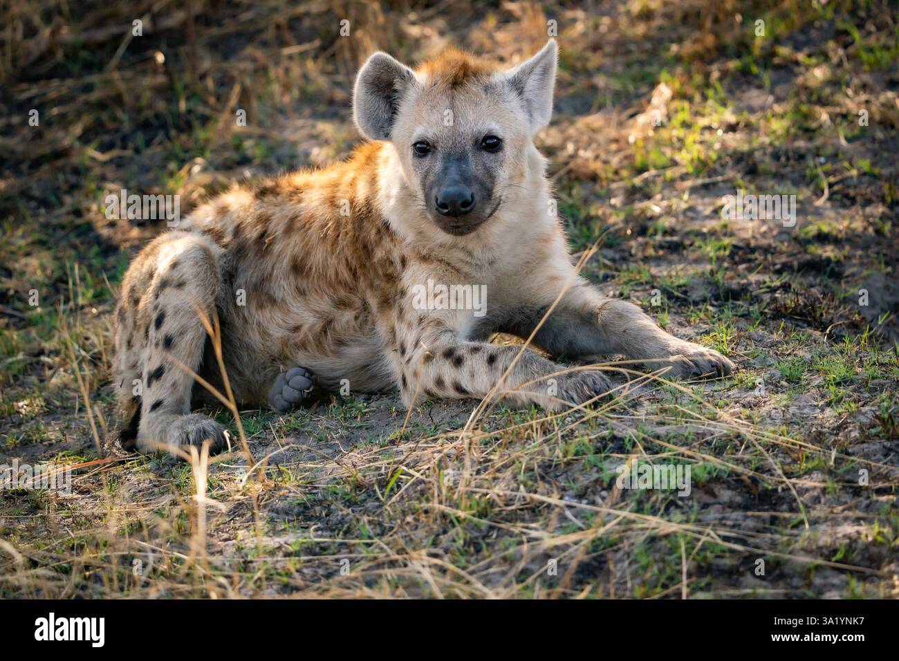 Hyène tachetée au repos (Crocuta crocuta) au Botswana, Afrique Banque D'Images