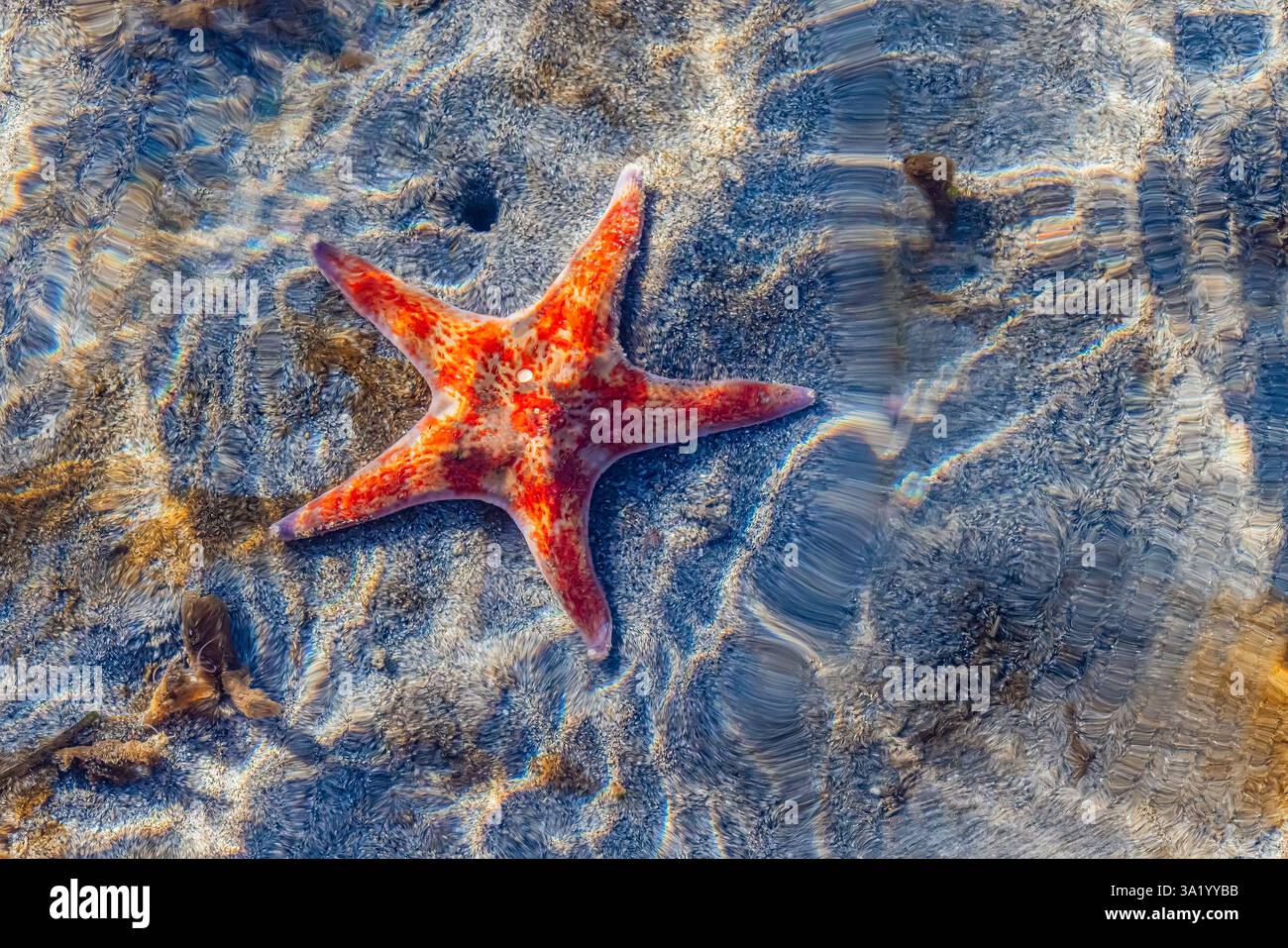 Leather Star, Dermasterias imbricata, en eau peu profonde à marée basse au large de Fox Island dans le Puget Sound, État de Washington, États-Unis Banque D'Images