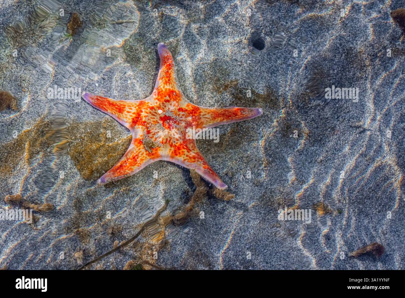 Leather Star, Dermasterias imbricata, en eau peu profonde à marée basse au large de Fox Island dans le Puget Sound, État de Washington, États-Unis Banque D'Images