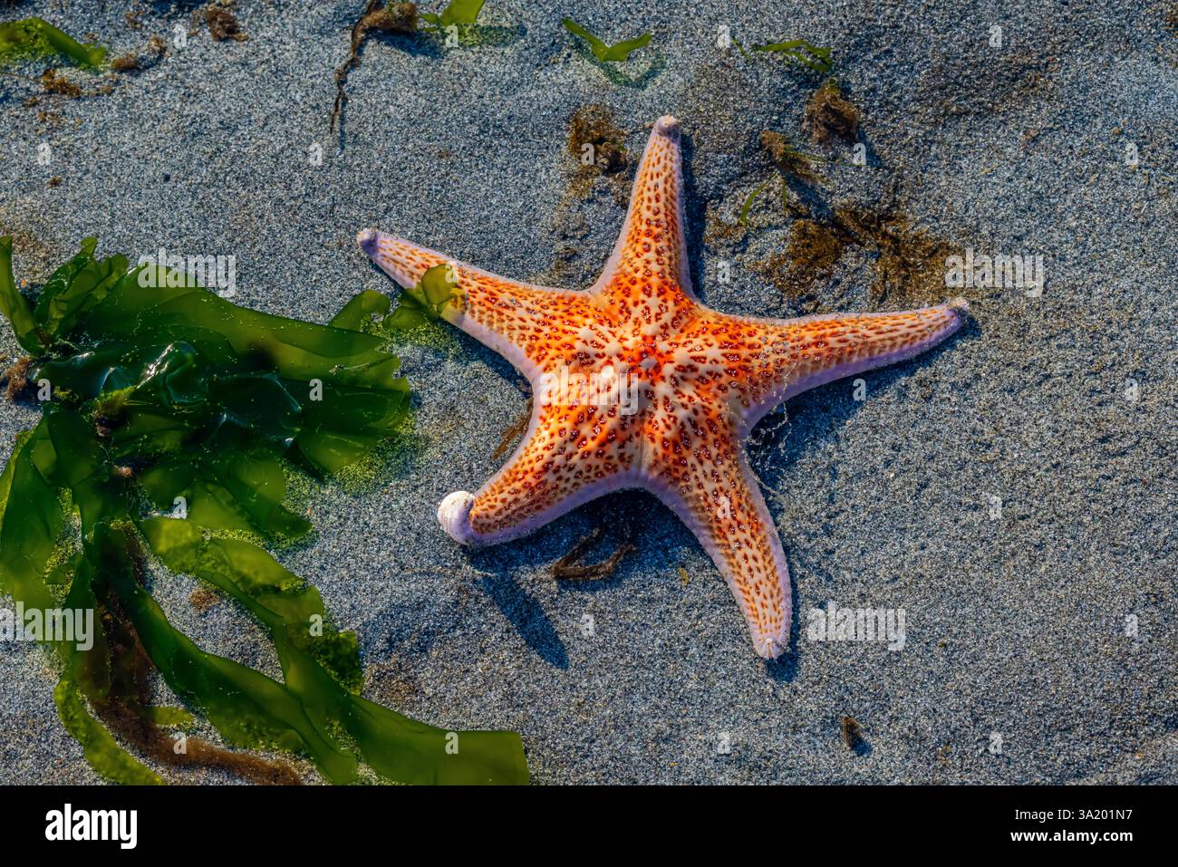 Leather Star, Dermasterias imbricata, en eau peu profonde à marée basse au large de Fox Island dans le Puget Sound, État de Washington, États-Unis Banque D'Images