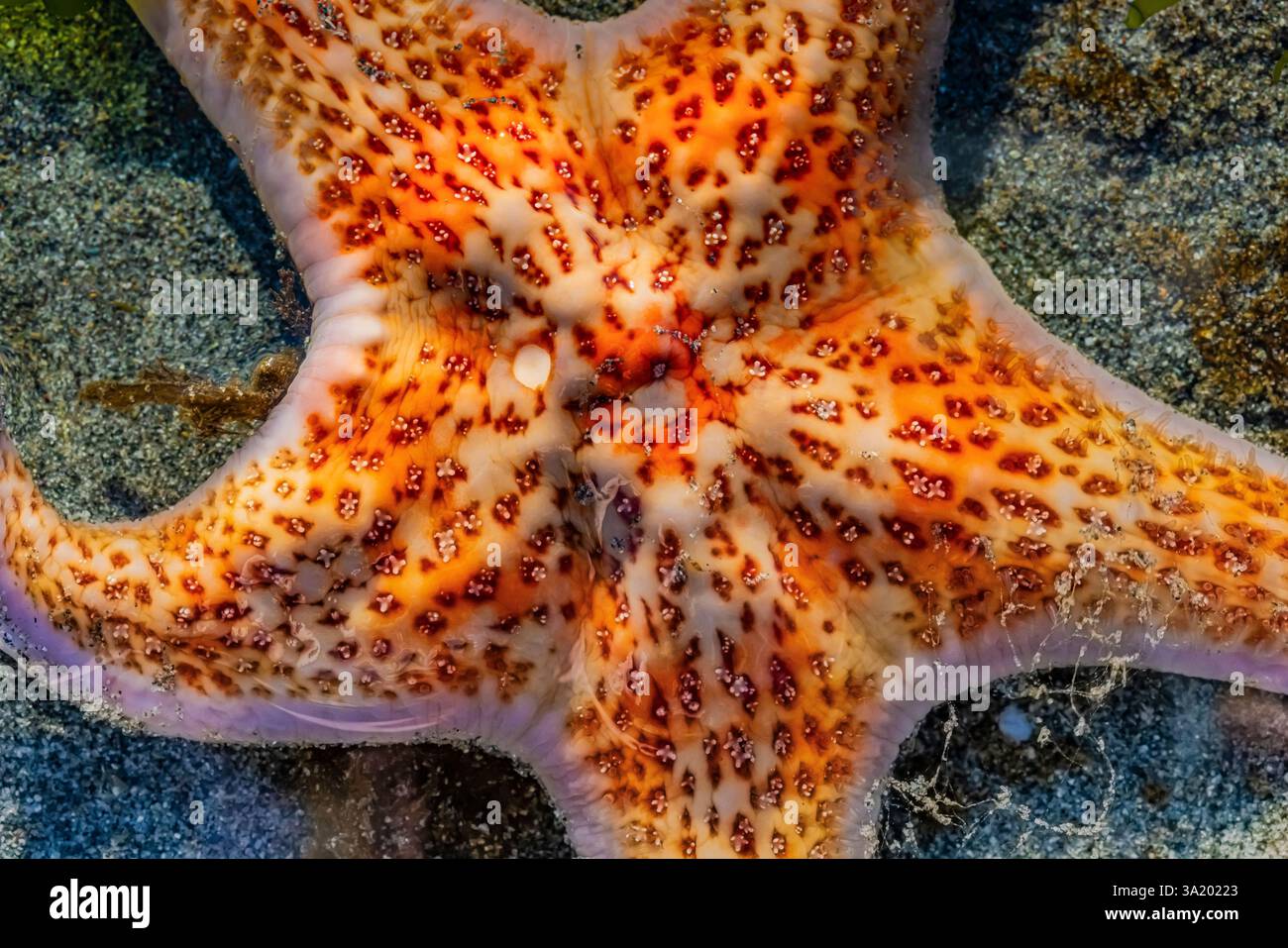 Leather Star, Dermasterias imbricata, en eau peu profonde à marée basse au large de Fox Island dans le Puget Sound, État de Washington, États-Unis Banque D'Images