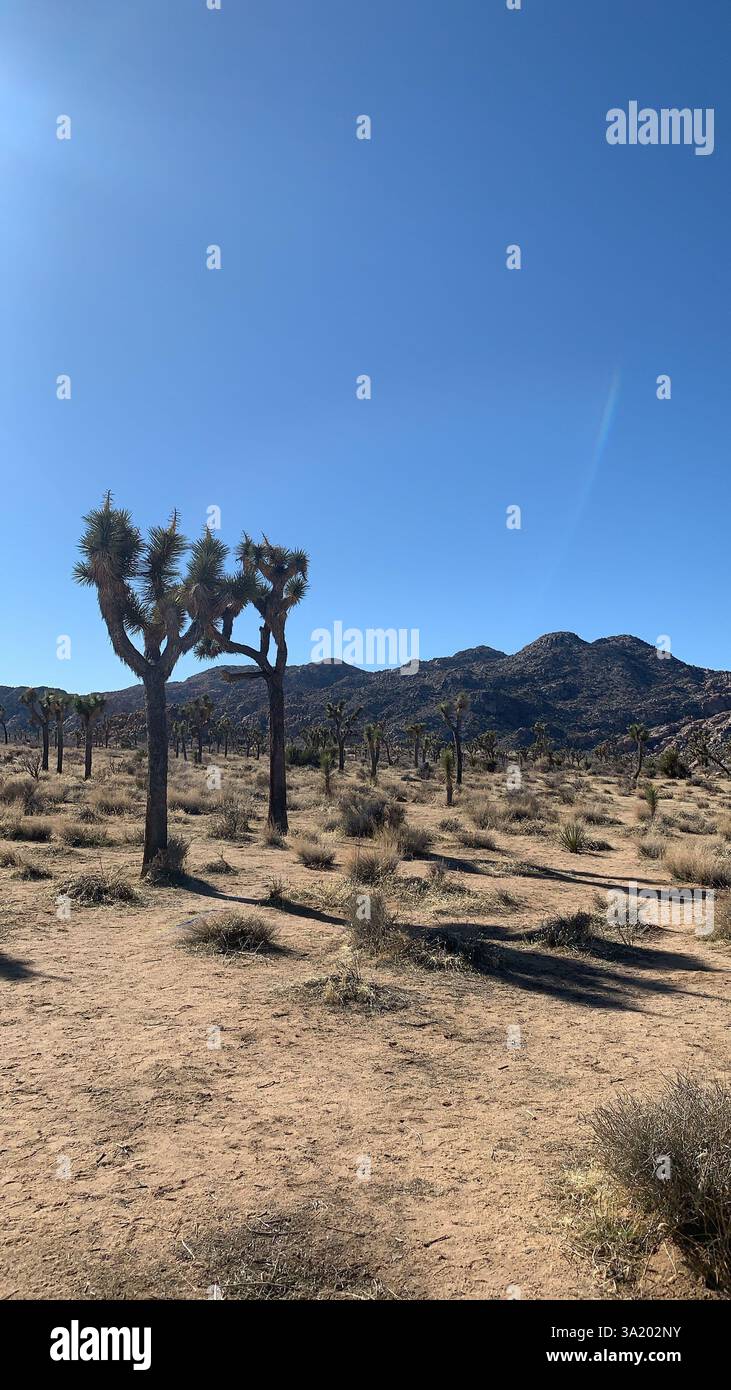 Joshua Tree - Image de stock capturée avec un smartphone
