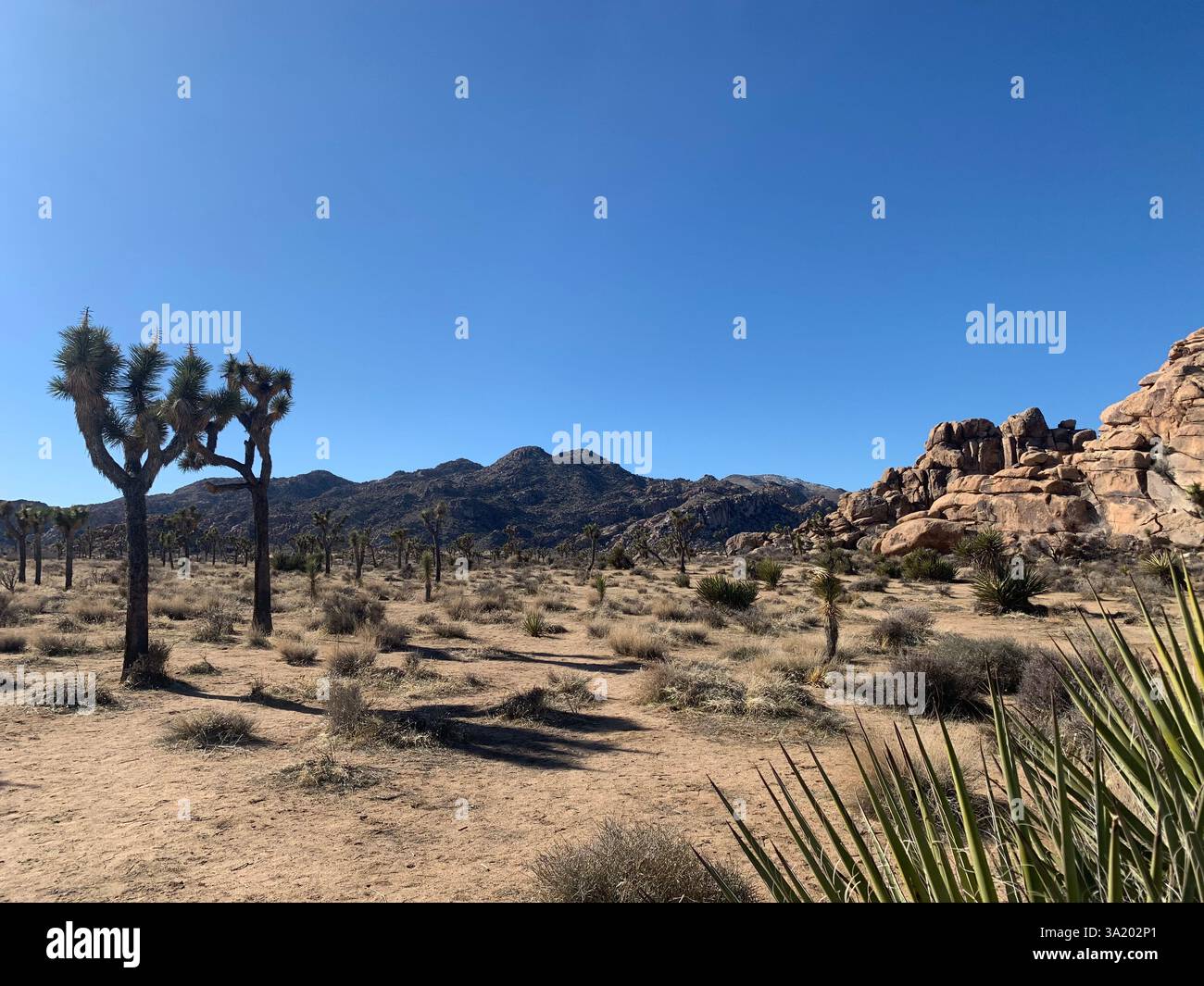 Joshua Tree - Image de stock capturée avec un smartphone