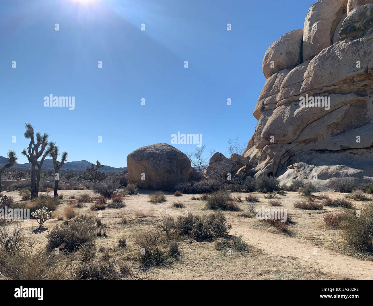 Joshua Tree - Image de stock capturée avec un smartphone