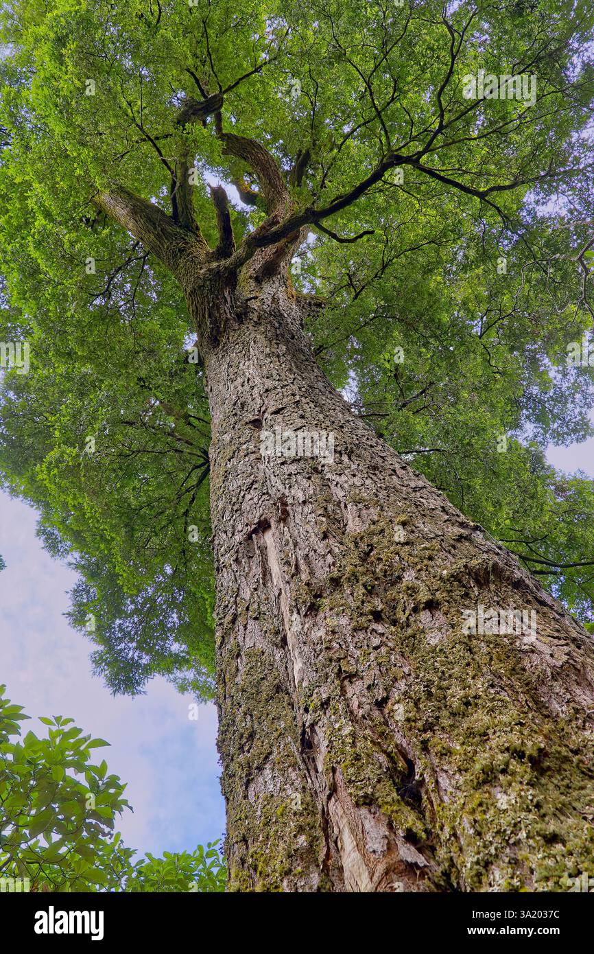 Gros plan sur l'écorce et le tronc d'un vieux vieux hêtre droit à myrte (Nothofagus cunninghamii), Meander Valley, Tasmanie, Australie Banque D'Images