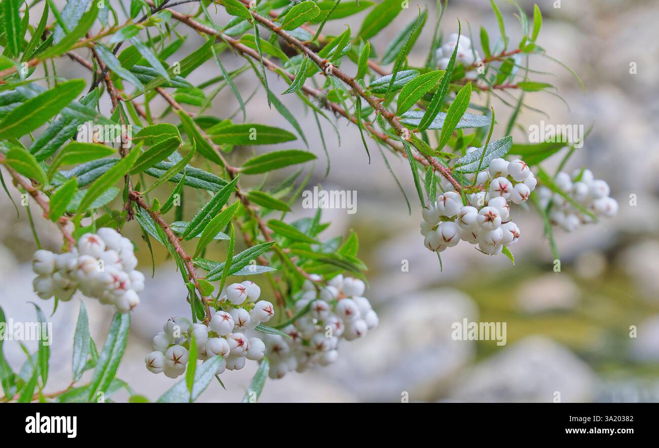 Gros plan de branches de baies endémiques (Gaultheria hispida) au-dessus du lit rocheux d'une rivière dans la vallée de Meander, Deloraine, Tasmanie, Australie Banque D'Images