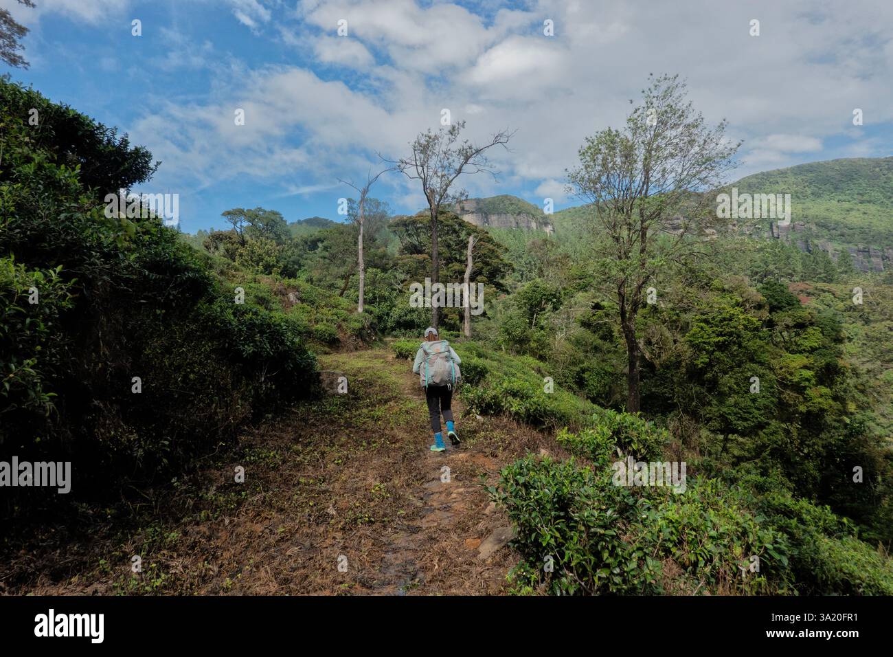 Traversée du col de Stellenberg sur le Pekoe Trail, Pupuressa, Sri Lanka Banque D'Images