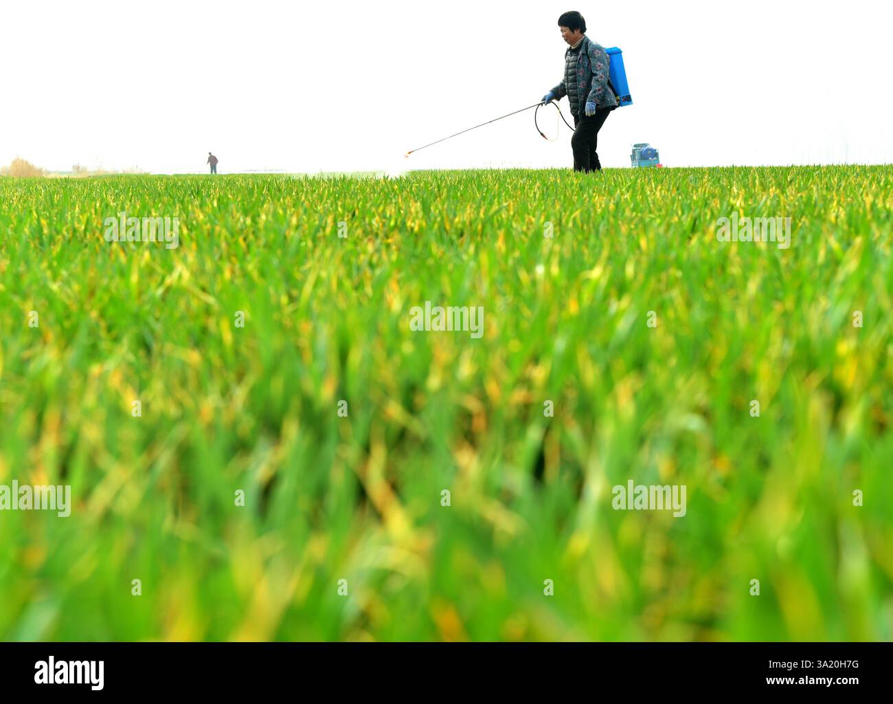 ZAOZHUANG, CHINE - 11 MARS 2025 - Un agriculteur pulvérise des herbicides sur un champ de blé dans le village de Huanggou, dans la ville de Zaozhuang, dans la province du Shandong en Chine orientale Banque D'Images