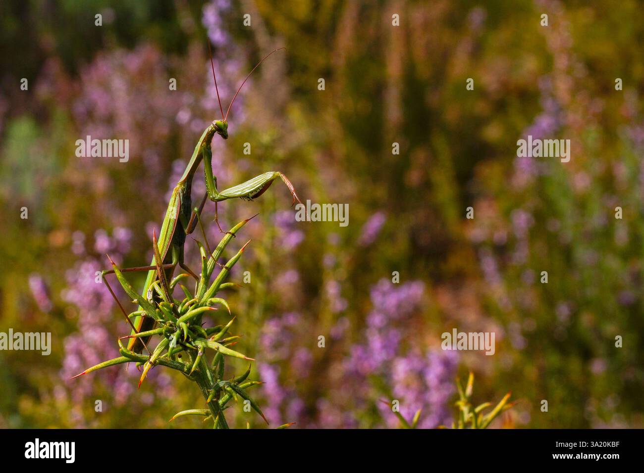 Mantis priant européen (Mantis religiosa) dans un habitat naturel, Portugal Banque D'Images