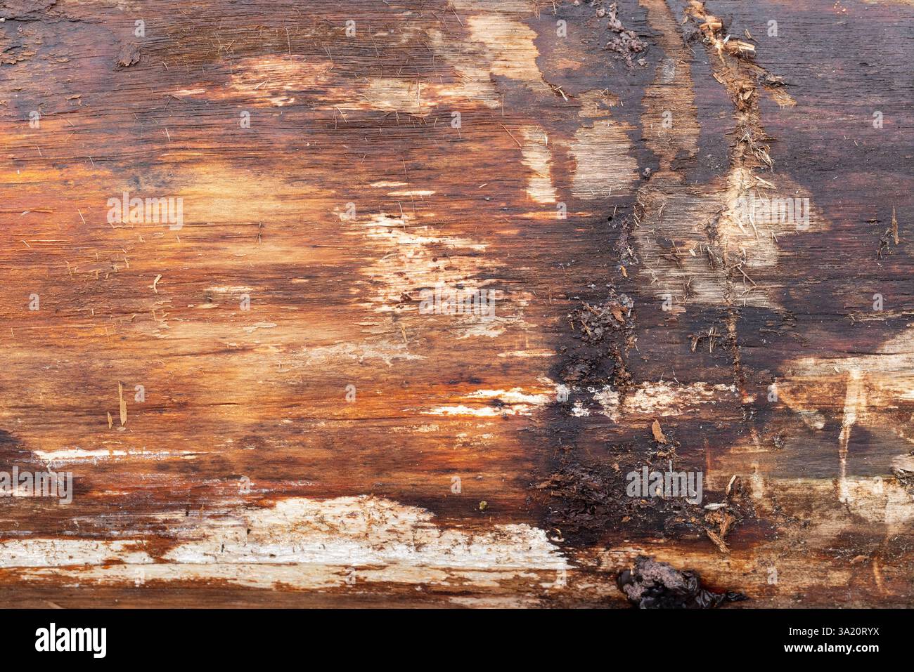 Gros plan d'une surface en bois usée présentant des détails naturels, des textures chaudes et de riches teintes terreuses. Texture de la photo de fond, vue de face Banque D'Images