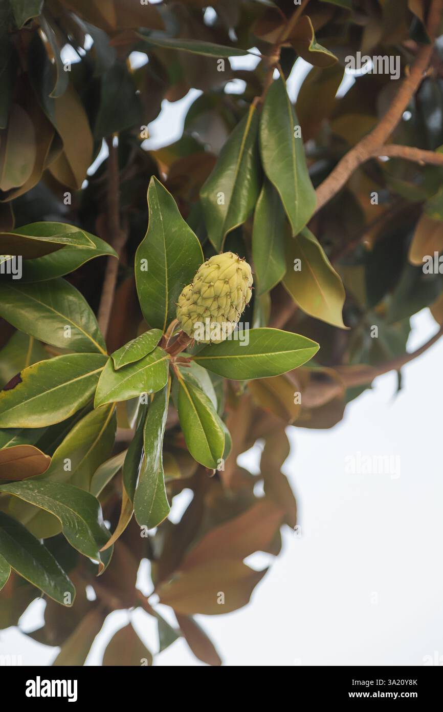 Un fruit vert distinctif peut être vu parmi les feuilles luxuriantes, soulignant la riche flore de l'Albanie, où la nature prospère dans un climat chaud. Banque D'Images