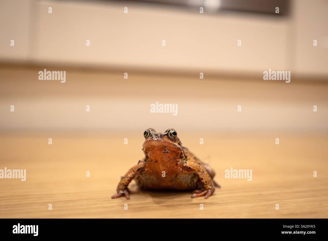 Brighton, 8 mars 2025 : une grenouille dans la cuisine de quelqu'un Banque D'Images