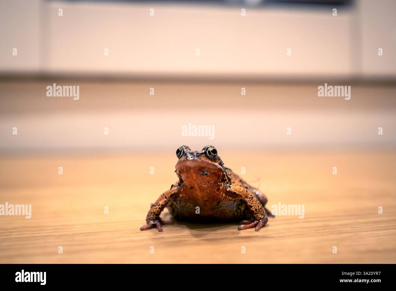 Brighton, 8 mars 2025 : une grenouille dans la cuisine de quelqu'un Banque D'Images