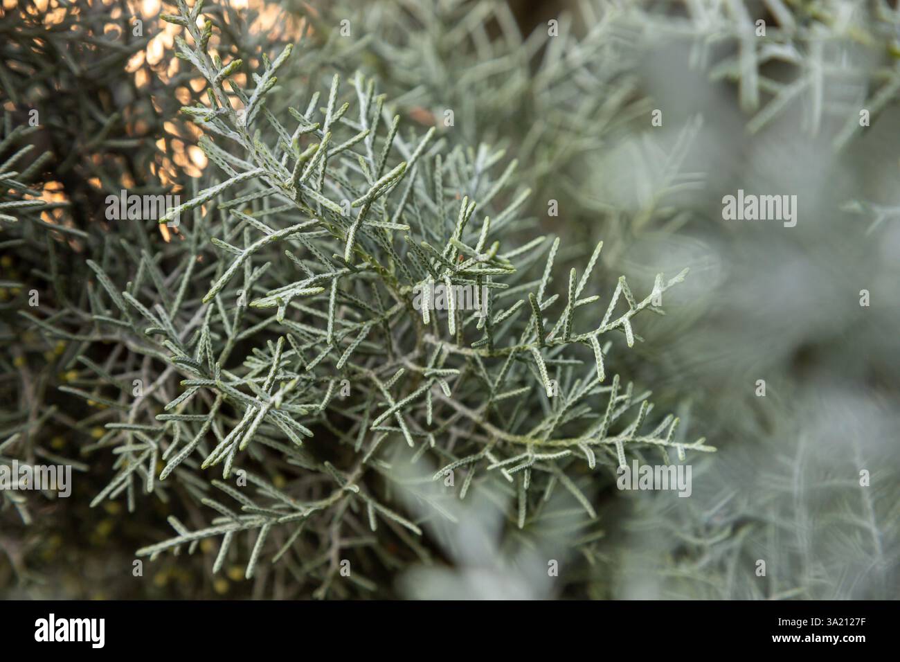Un feuillage argenté délicat remplit le cadre, illuminé par la lumière chaude du soleil de l'après-midi à Bucarest, en Roumanie, révélant les motifs complexes de la nature. Banque D'Images