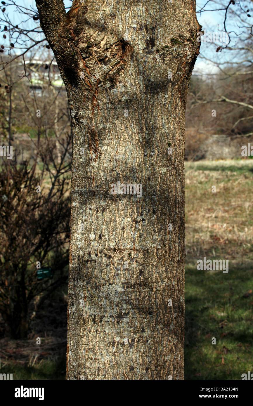 Alnus x spaethii. Motif d'écorce du tronc d'arbre principal. Banque D'Images