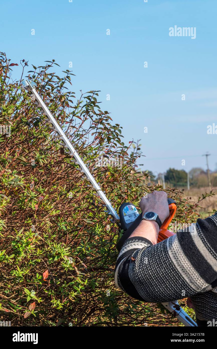 Femme taillant un grand buisson Hypericum 'Hidcote' avec un coupe-haies. Banque D'Images