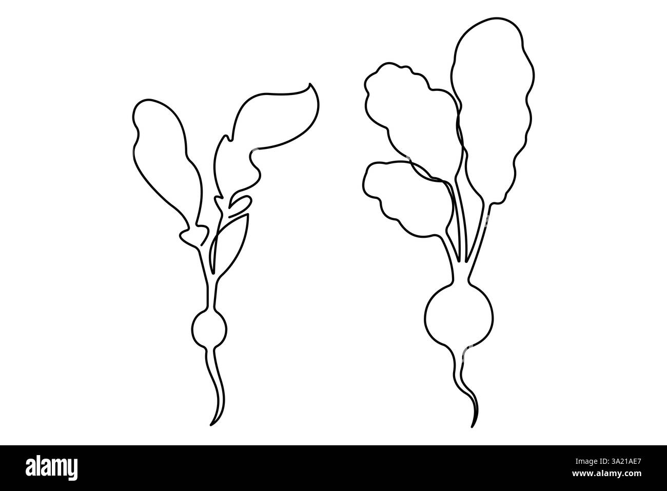 Dessin simple d'une ligne de l'icône entière de radis organique sain, illustration vectorielle de concept de légumes frais Illustration de Vecteur