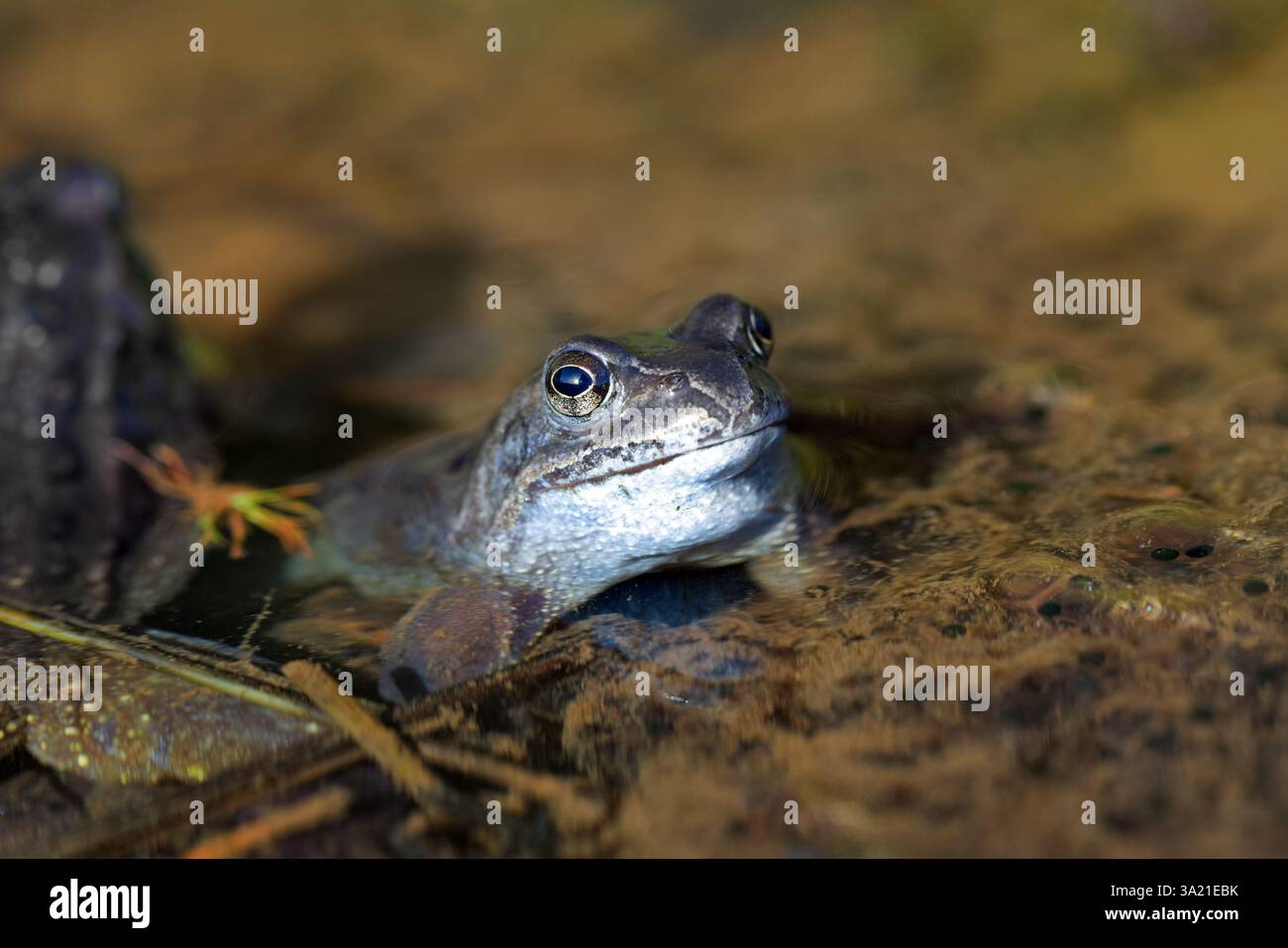 Grenouille commune (Rana temporaria), Pennines du Nord, Teesdale, Royaume-Uni Banque D'Images