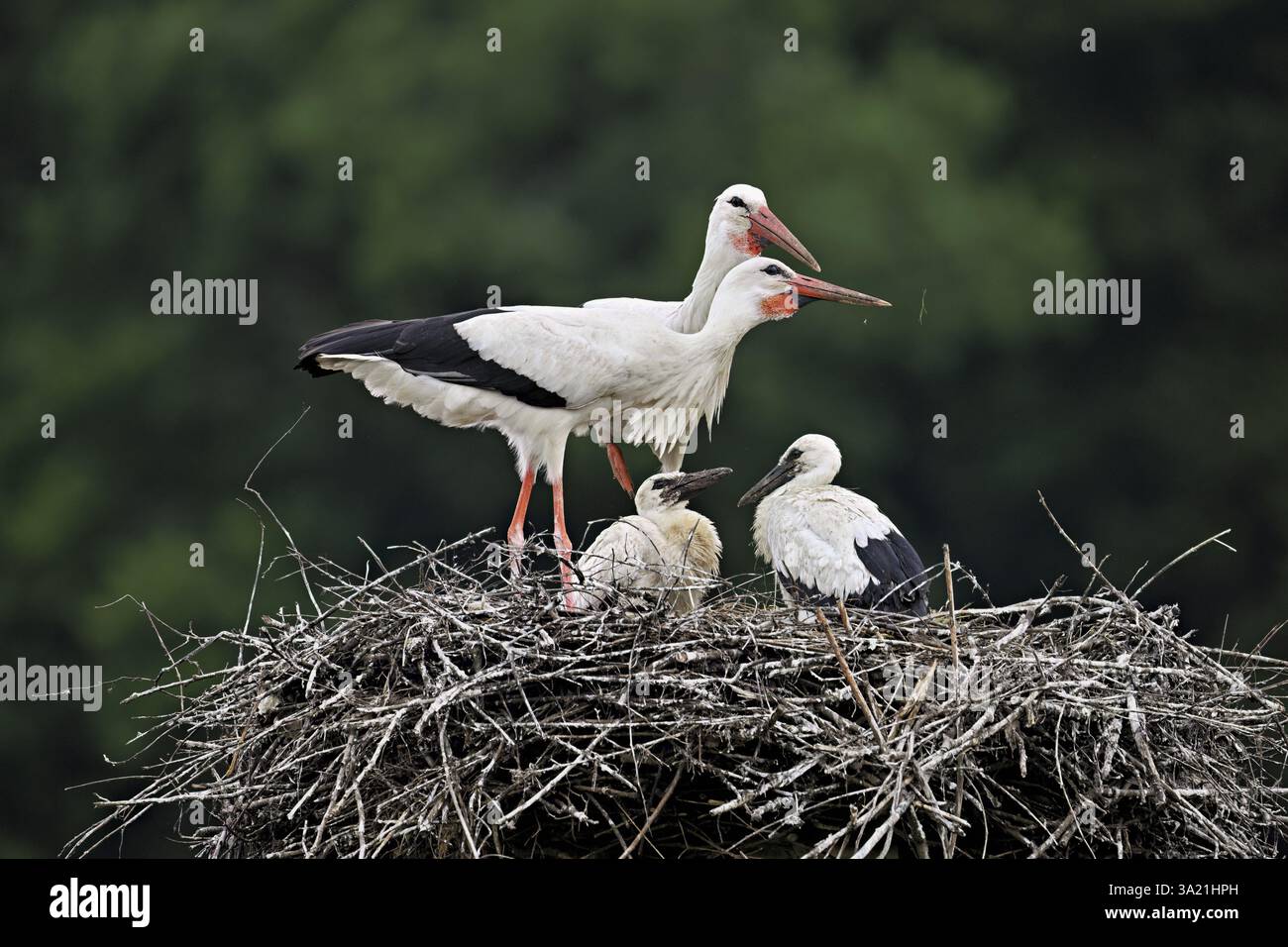 Cigogne blanche (Ciconia ciconia), couple s'accouplant avec deux poussins debout sur eyrie, Canton Argovie, Suisse, Europe Banque D'Images