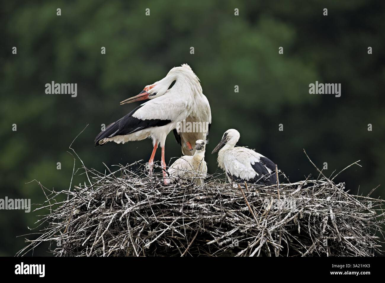 Cigogne blanche (Ciconia ciconia), couple s'accouplant avec deux poussins debout sur eyrie, Canton Argovie, Suisse, Europe Banque D'Images